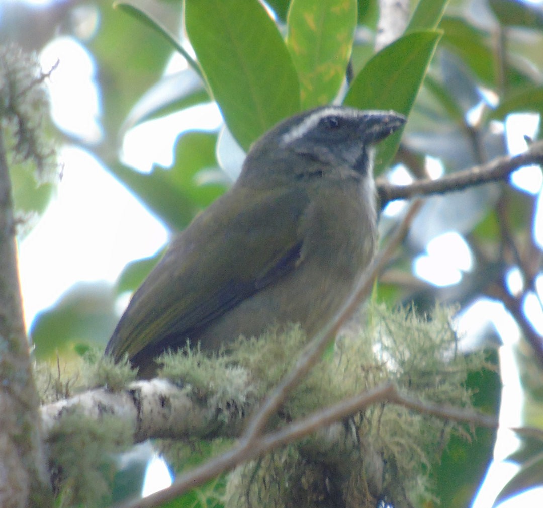 Green-winged Saltator - ML644030001