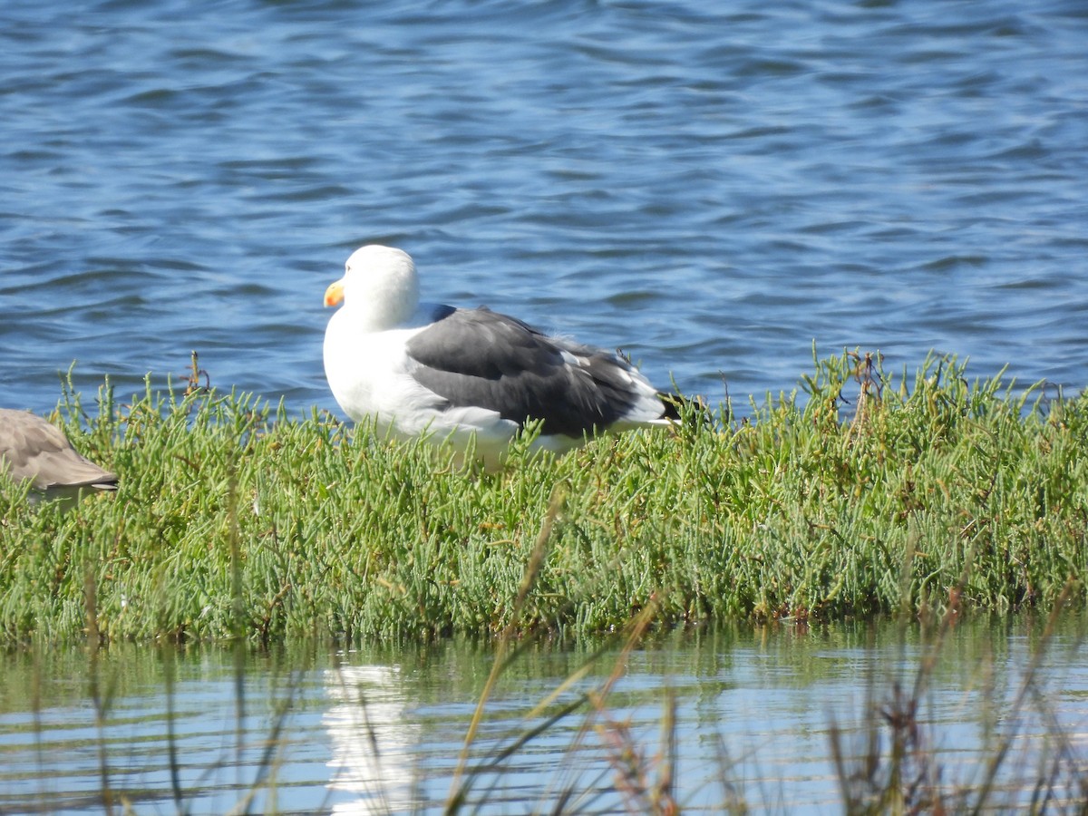 Western Gull - ML644030010
