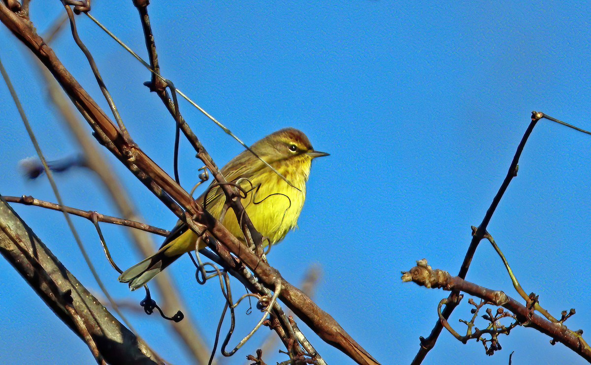 Palm Warbler - ML644030016