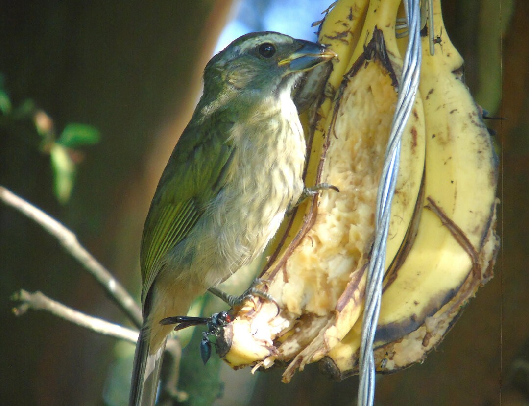Green-winged Saltator - ML644030035