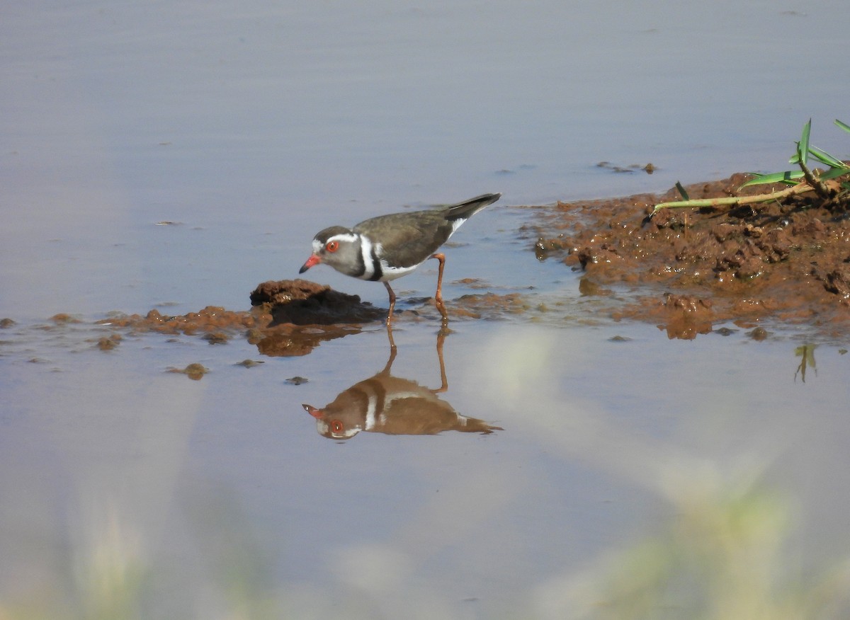 Three-banded Plover - ML644030046
