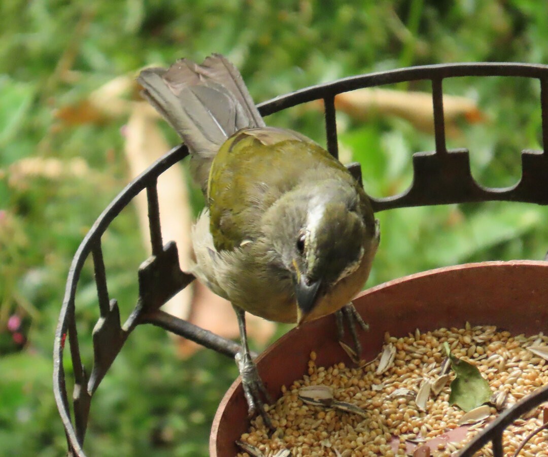 Green-winged Saltator - ML644030060