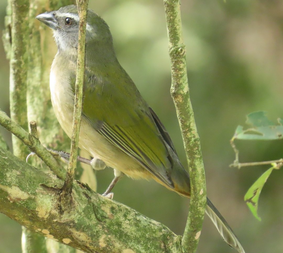 Green-winged Saltator - ML644030085