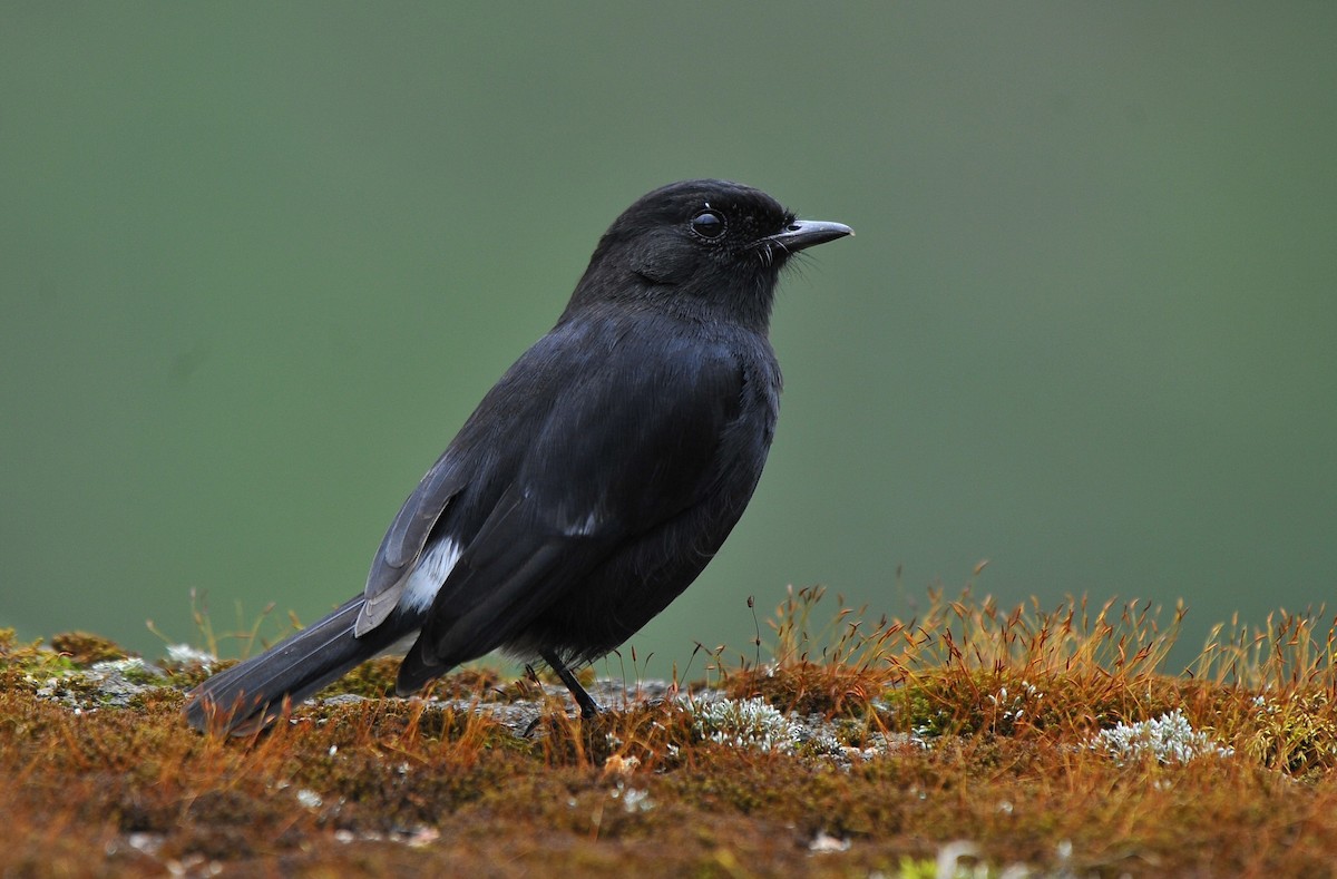 Pied Bushchat - ML644030090