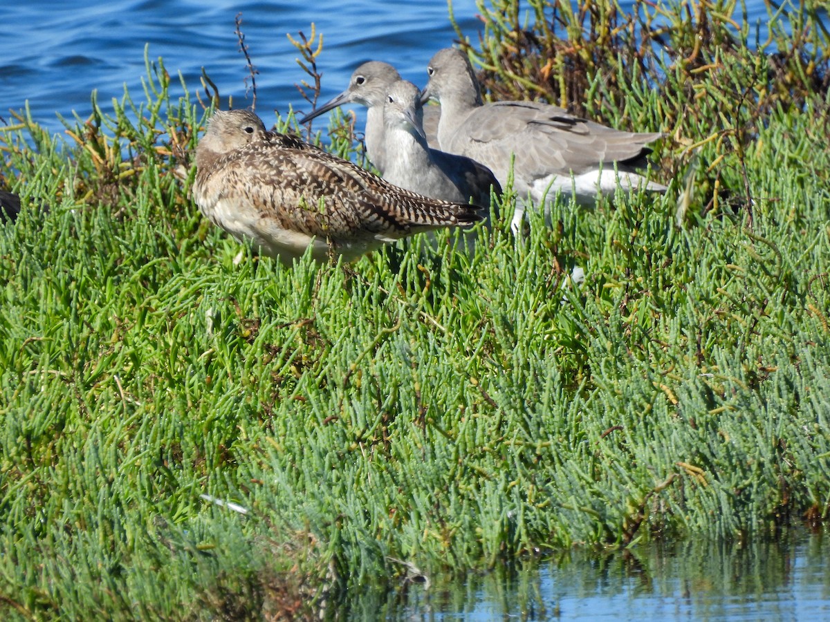 Willet - ML644030118