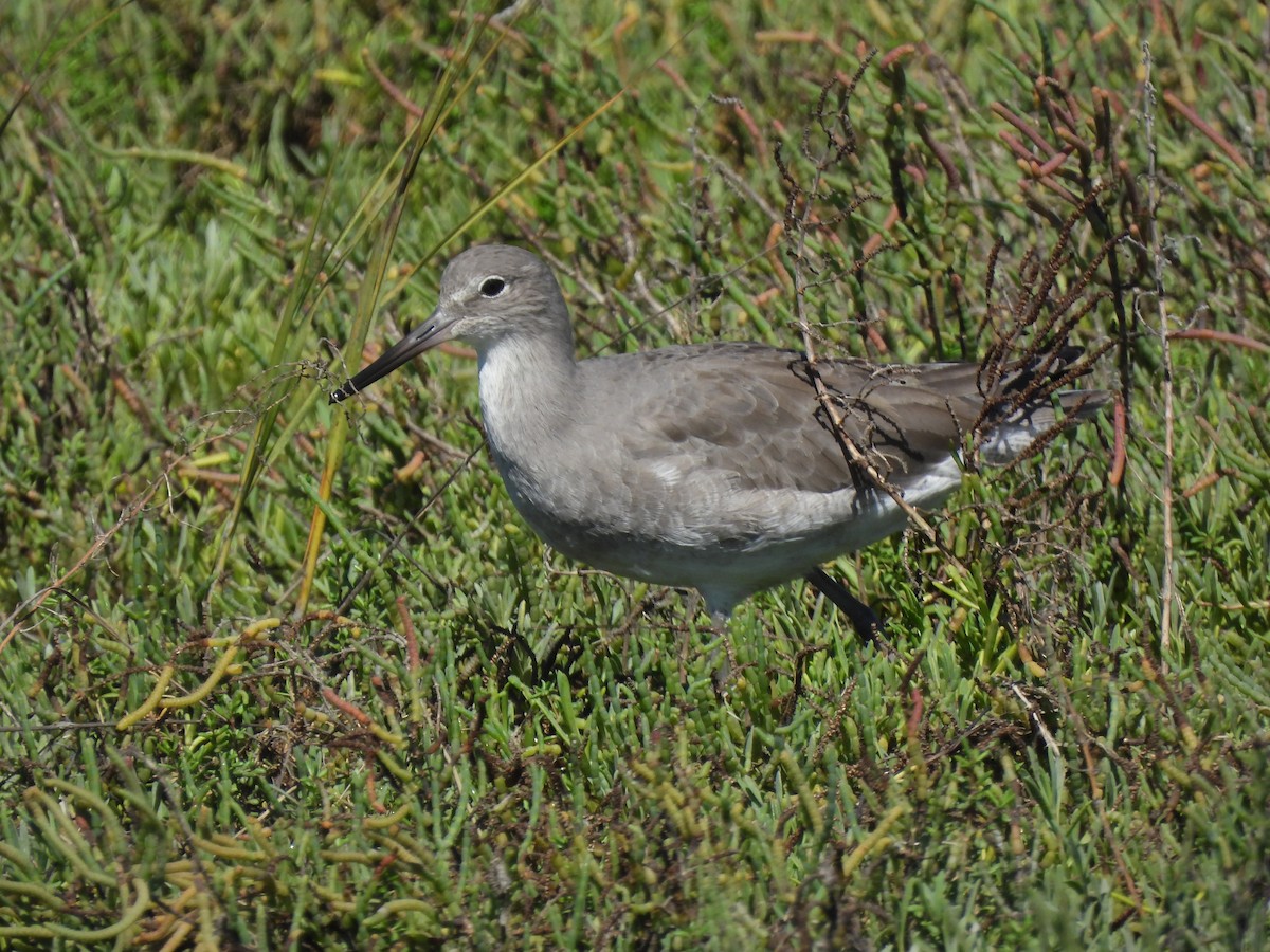Willet - ML644030119
