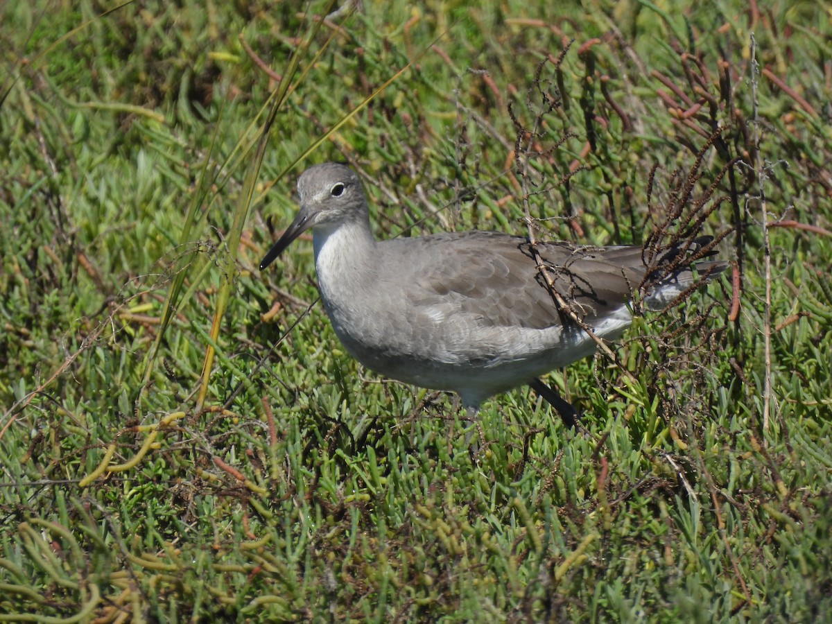 Willet - ML644030123