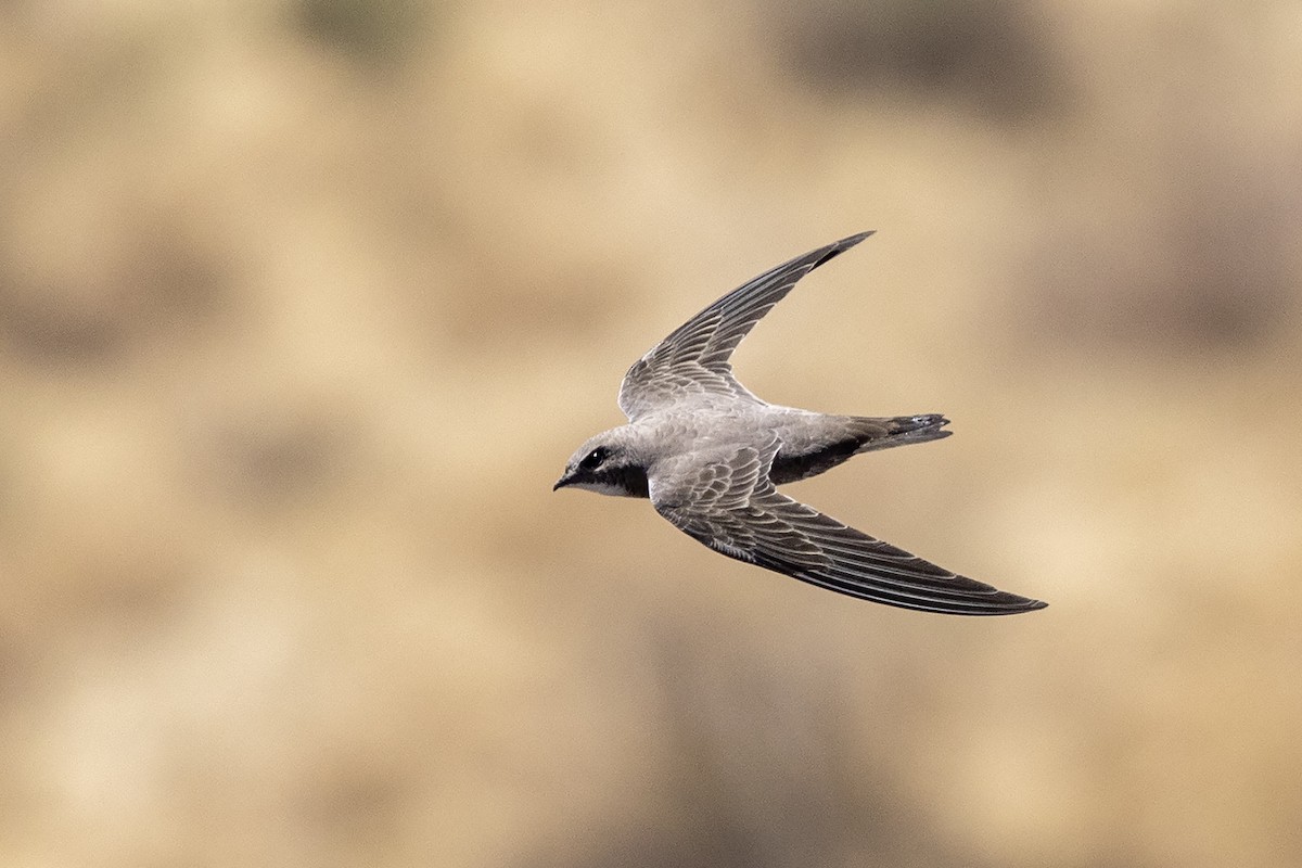 Bradfield's Swift - ML644030126