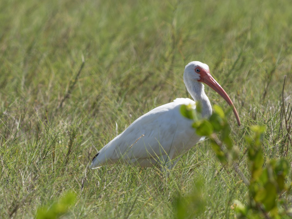 Ibis Blanco - ML644030145