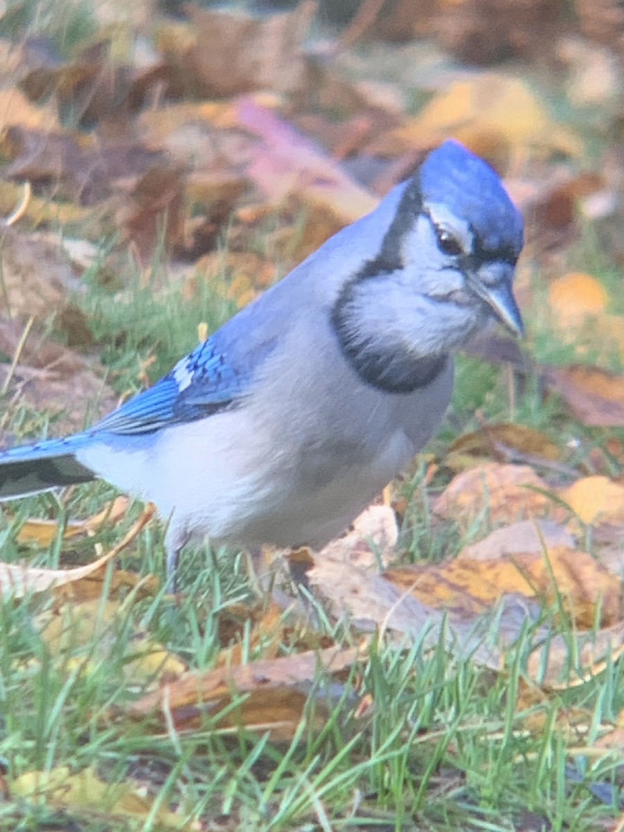 Geai bleu - ML644030160