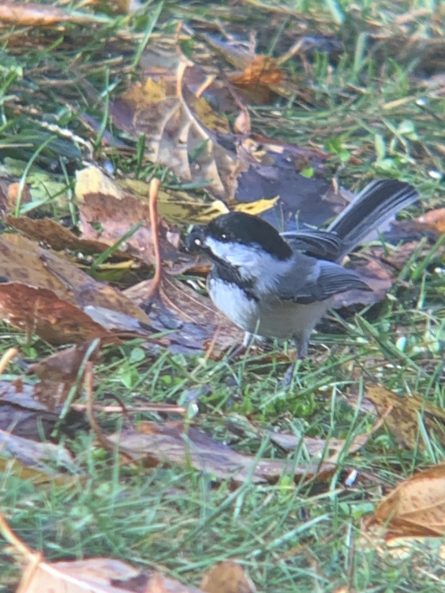 Mésange à tête noire - ML644030169