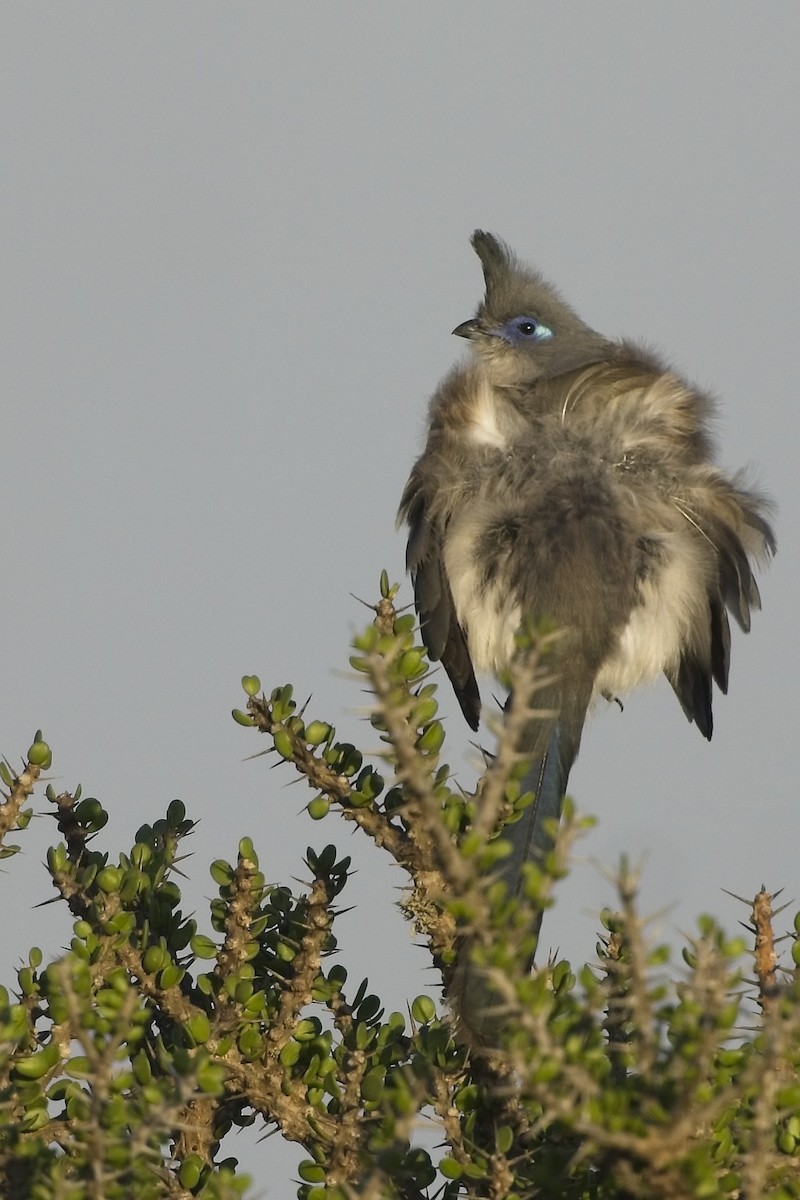 Verreaux's Coua - ML644030175