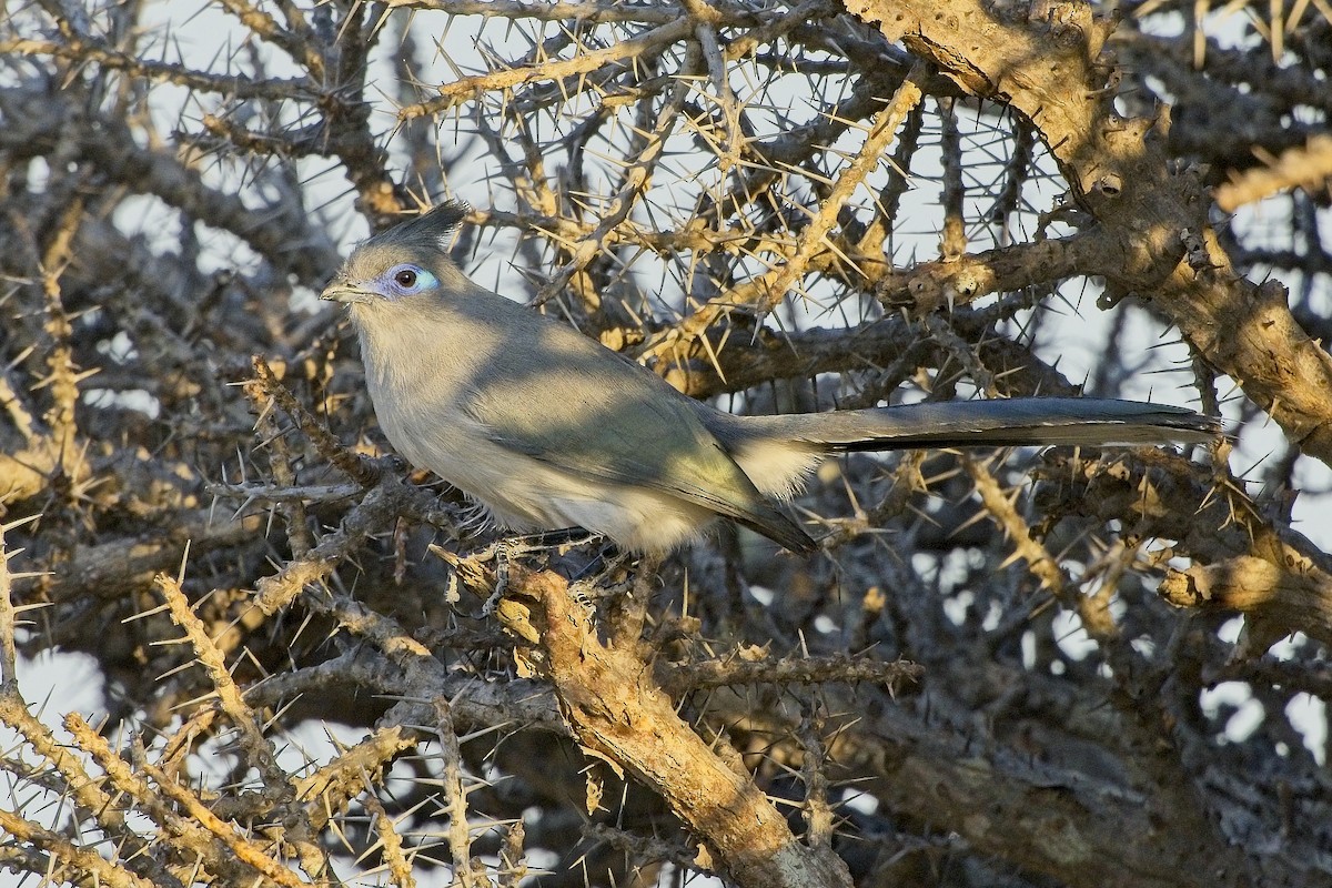 Verreaux's Coua - ML644030176