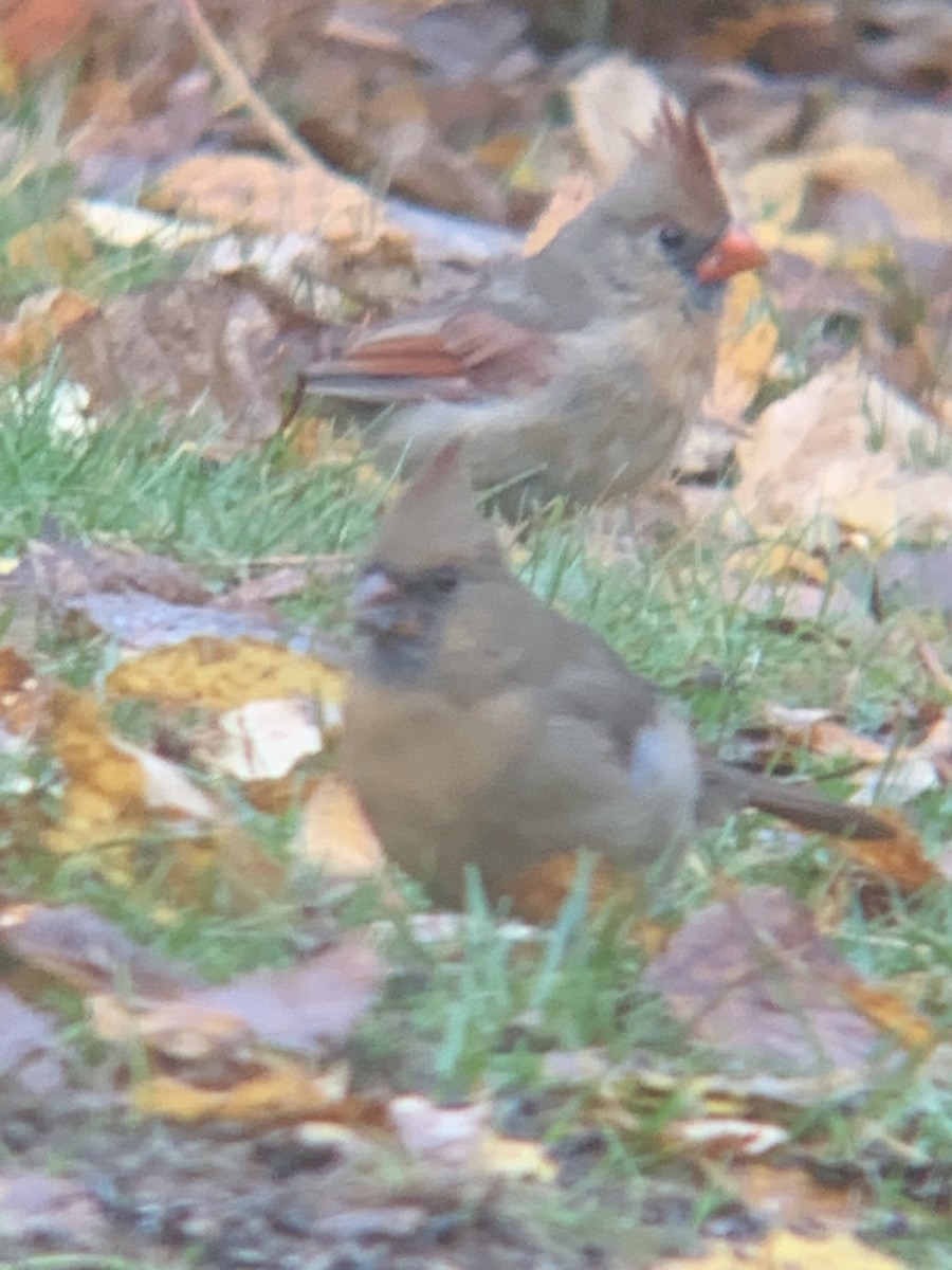 Cardinal rouge - ML644030183