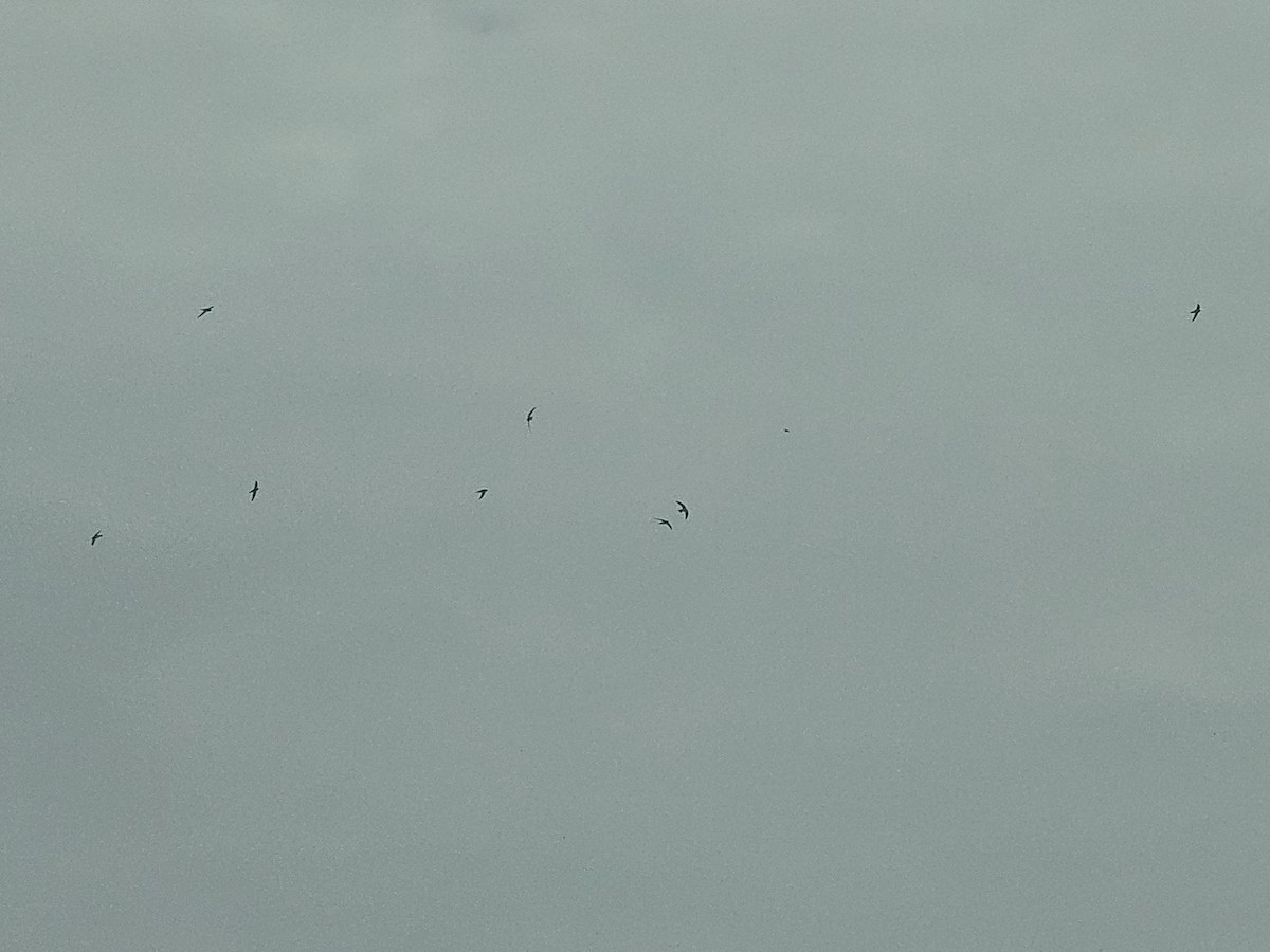 rorýs domácí - ML644030187