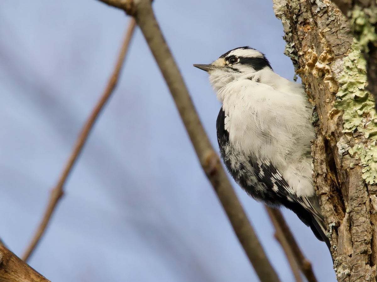 Downy Woodpecker - ML644030192
