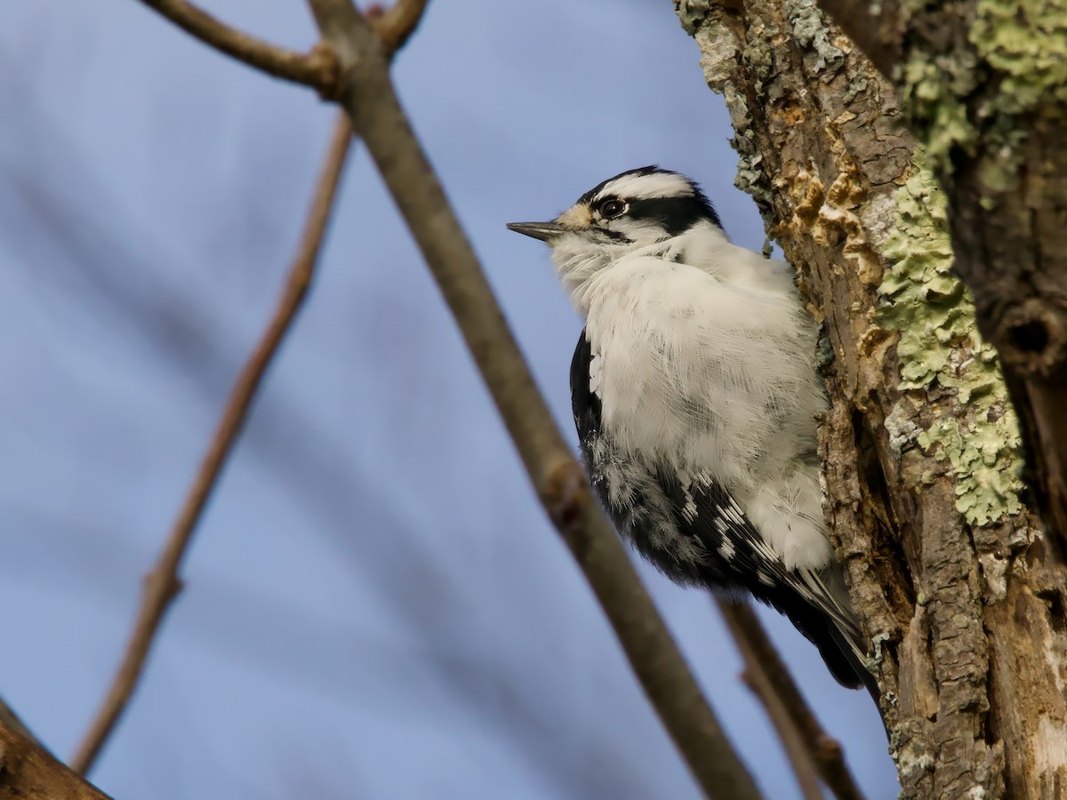 Downy Woodpecker - ML644030194