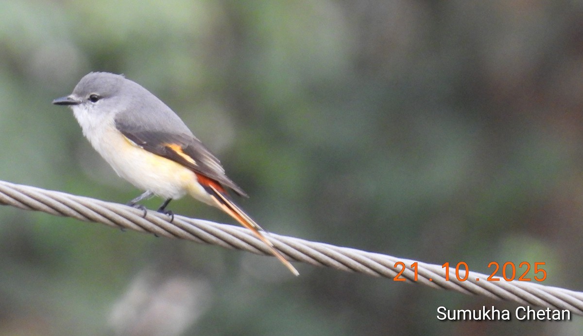 Small Minivet - ML644030205