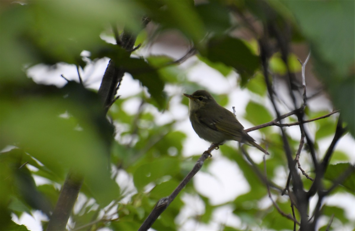 Вівчарик японський - ML644030206