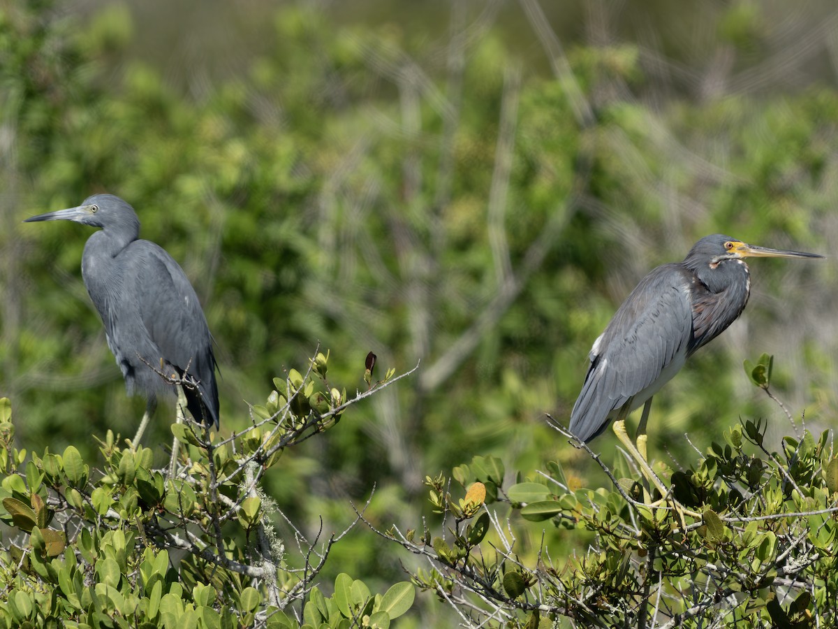 Tricolored Heron - ML644030208