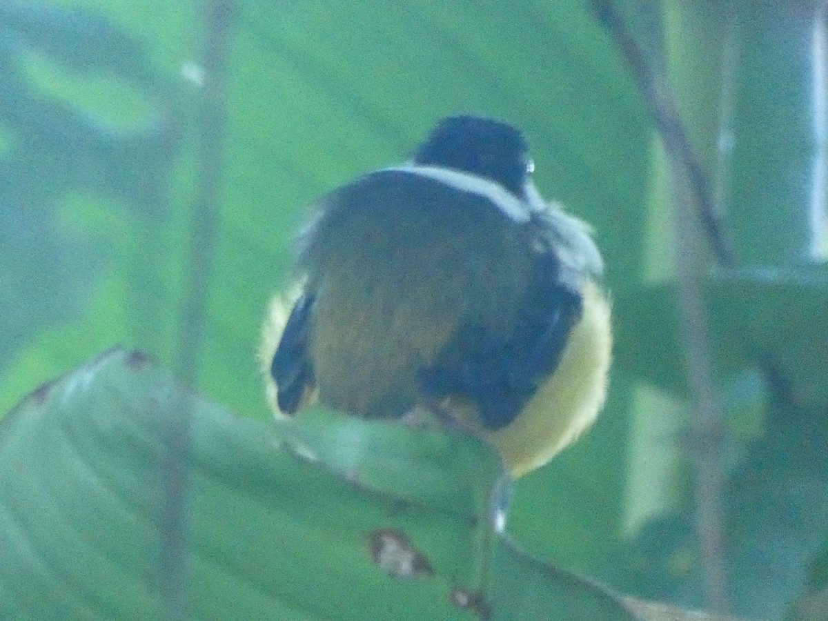 White-collared Manakin - ML644030212