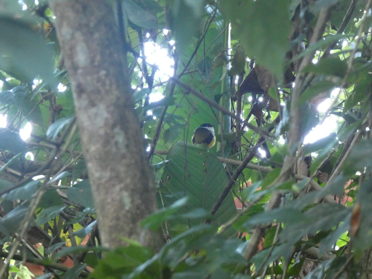 White-collared Manakin - ML644030213