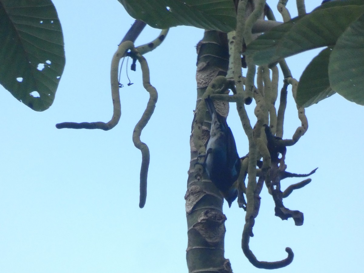 Golden-hooded Tanager - ML644030225