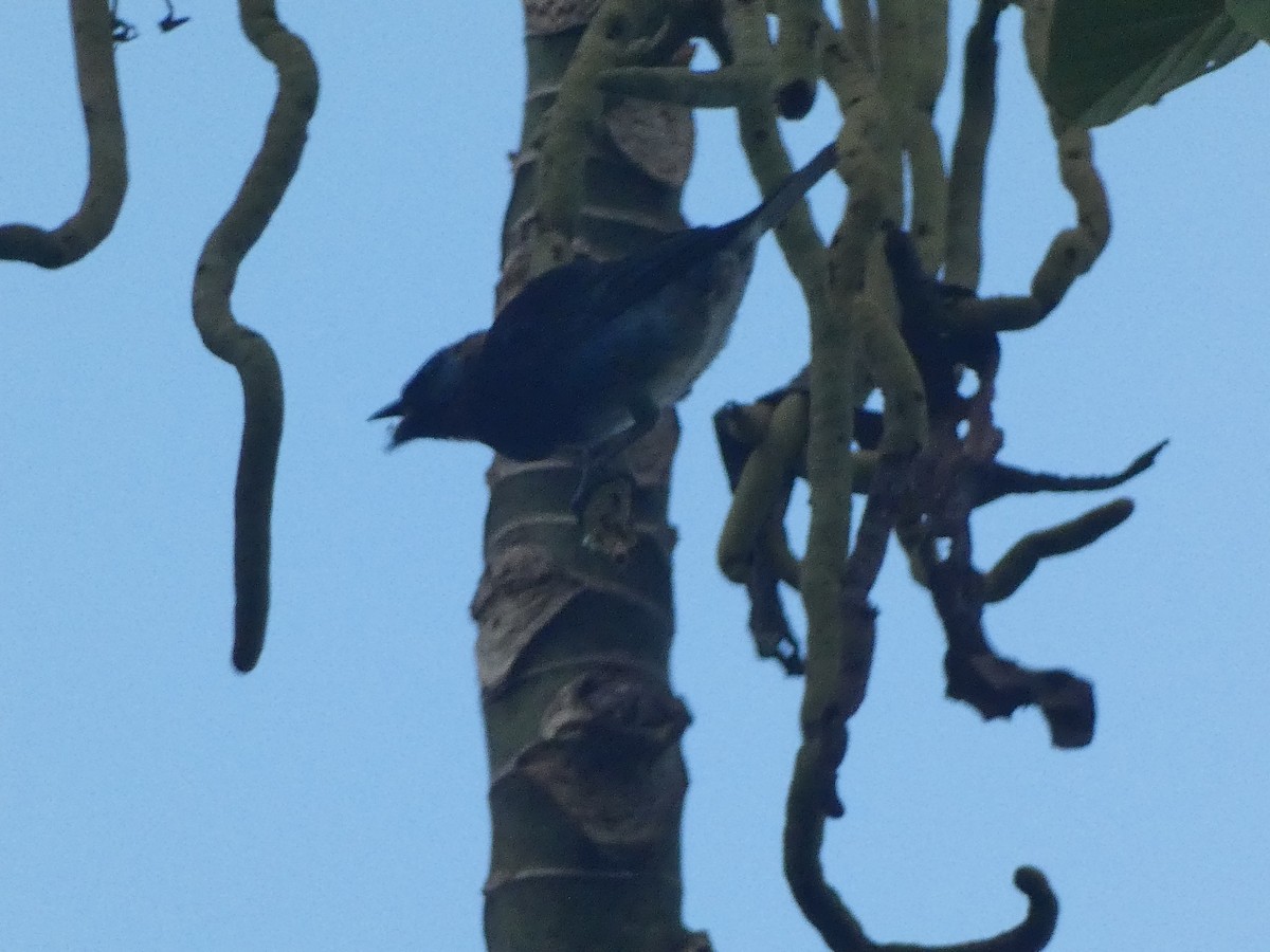 Golden-hooded Tanager - ML644030227