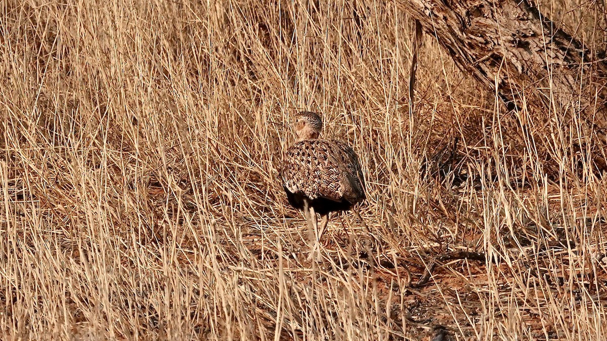 Red-crested Bustard - ML644030236