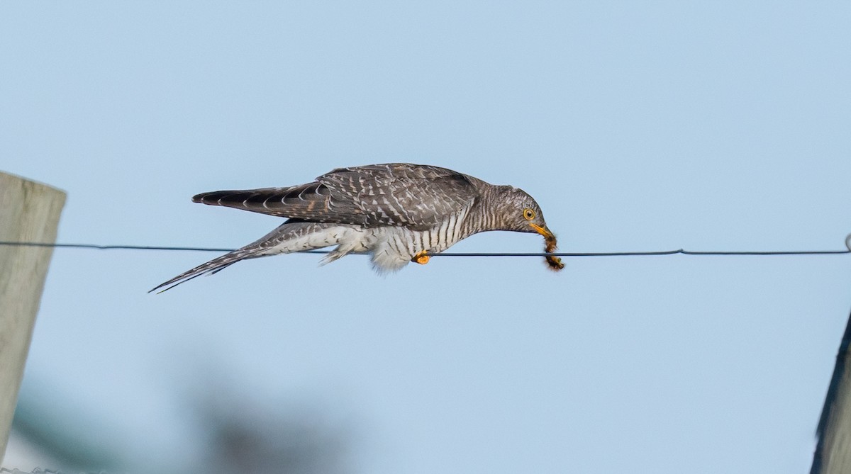 大杜鵑 - ML644030240