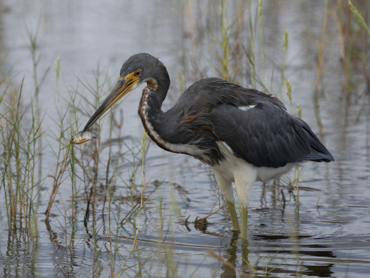 Tricolored Heron - ML644030243