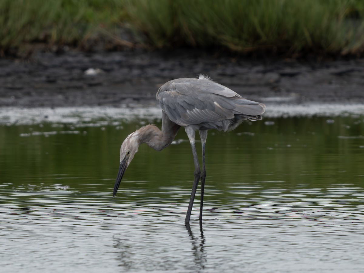Reddish Egret - ML644030244