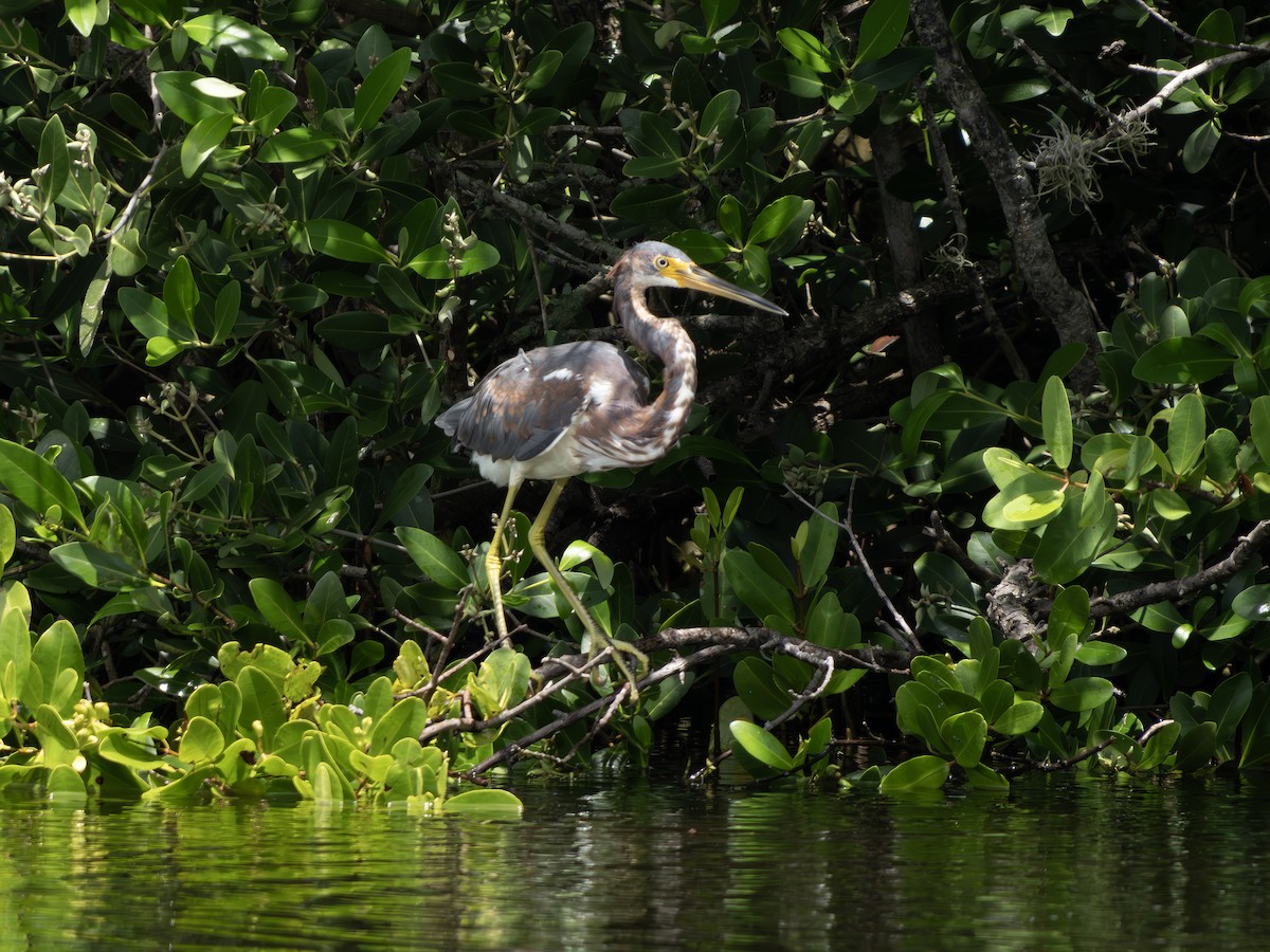 Tricolored Heron - ML644030248