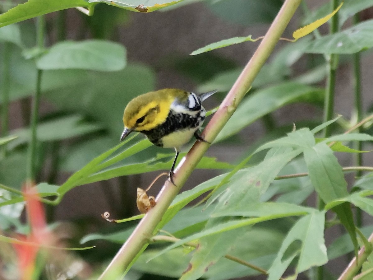 ノドグロミドリアメリカムシクイ - ML644030249