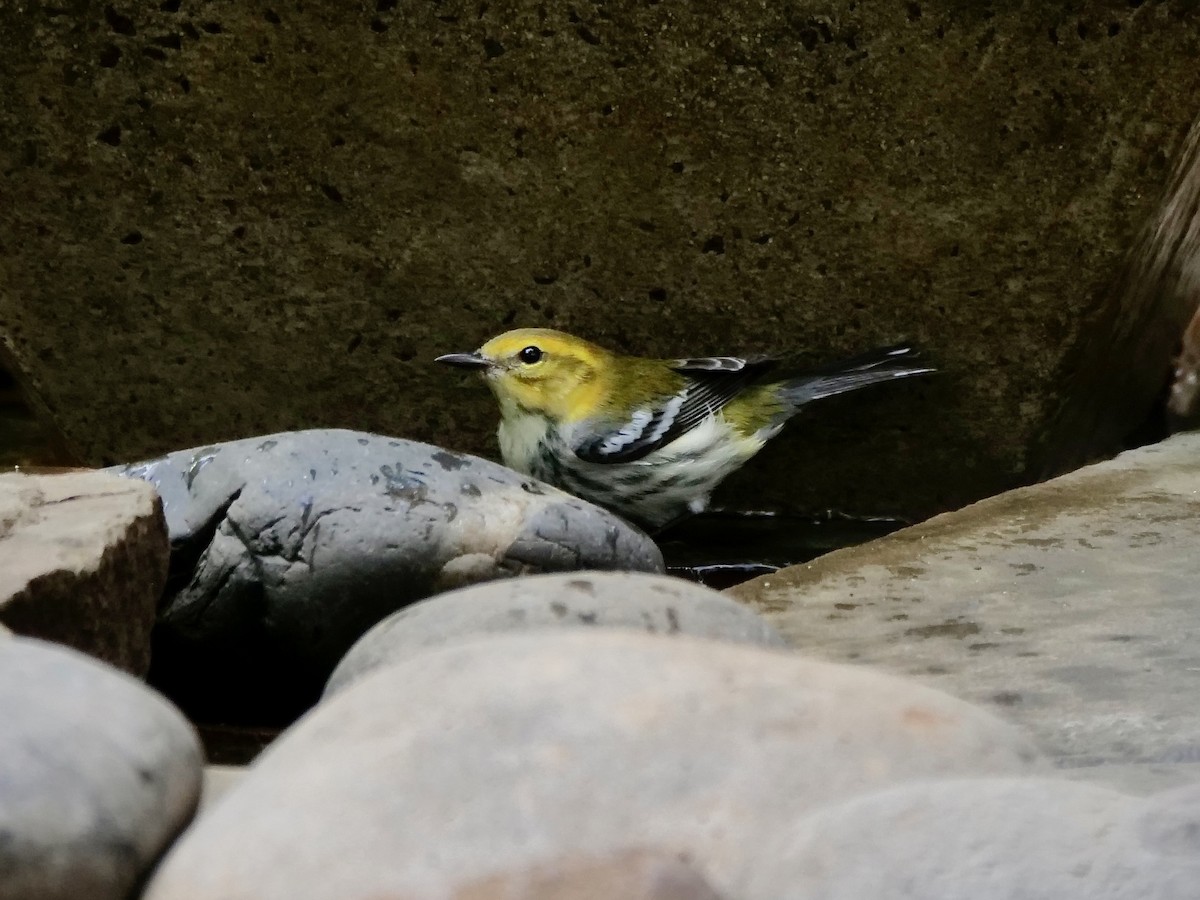 ノドグロミドリアメリカムシクイ - ML644030250