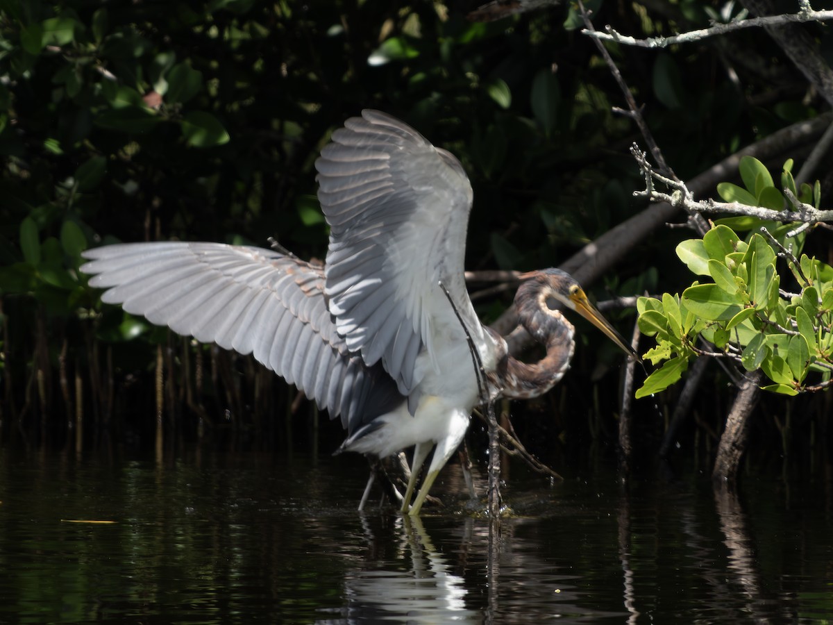Tricolored Heron - ML644030251