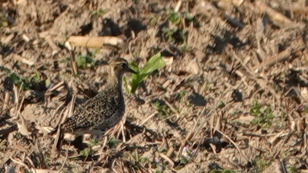 European Golden-Plover - ML644030279