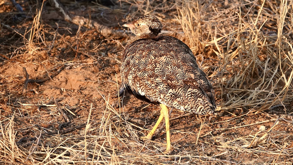White-quilled Bustard - ML644030281
