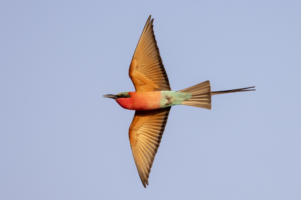 Southern Carmine Bee-eater - ML644030288