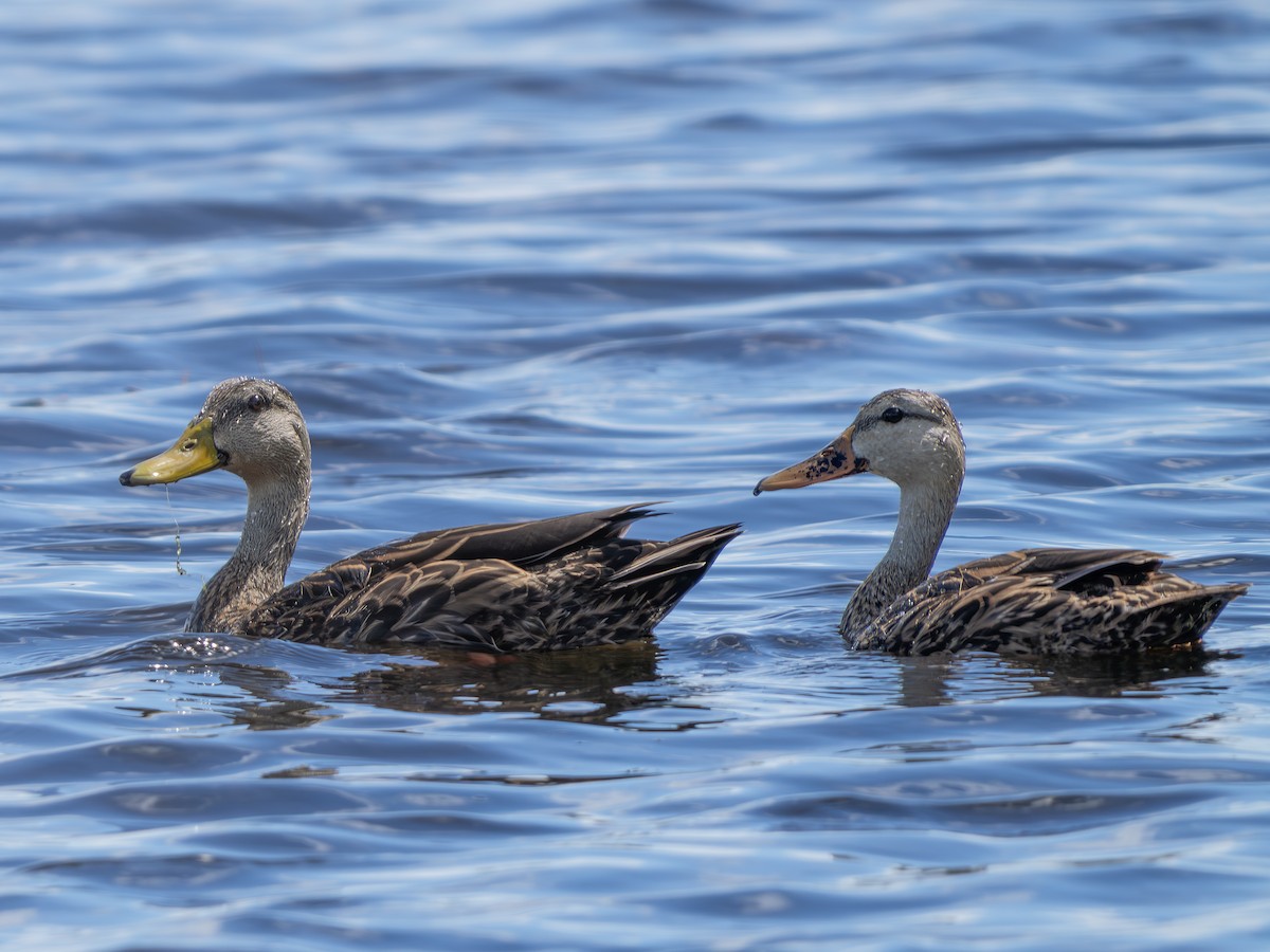Mottled Duck - ML644030296