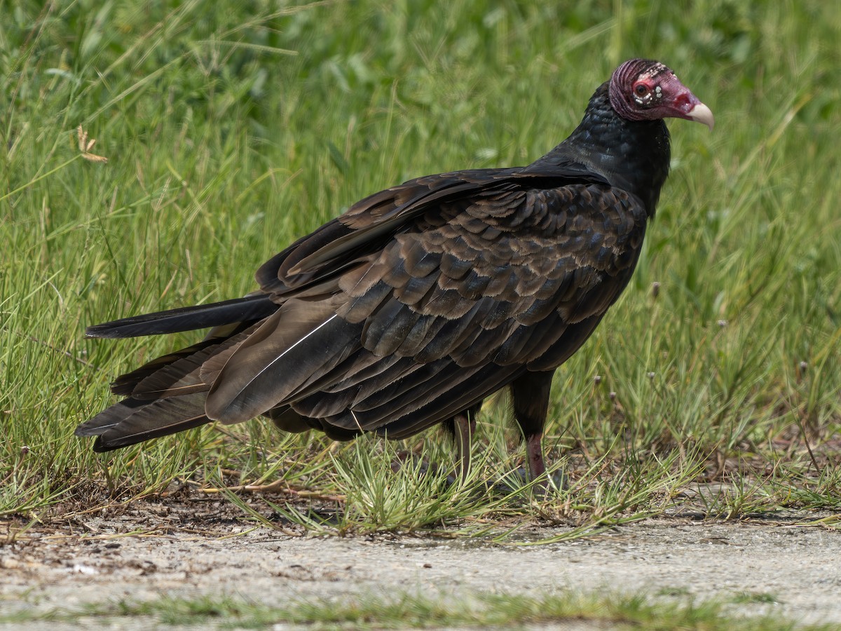 Turkey Vulture - ML644030303