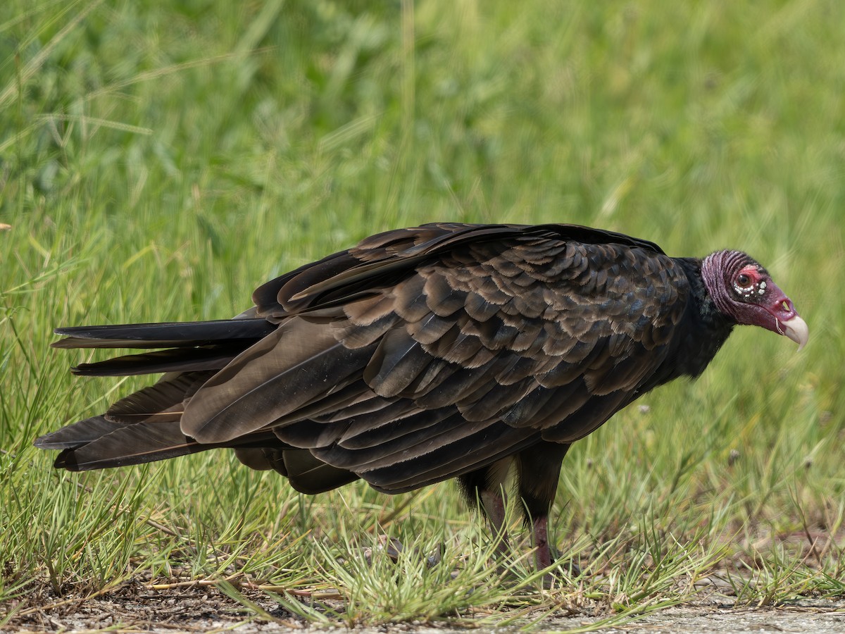 Turkey Vulture - ML644030304
