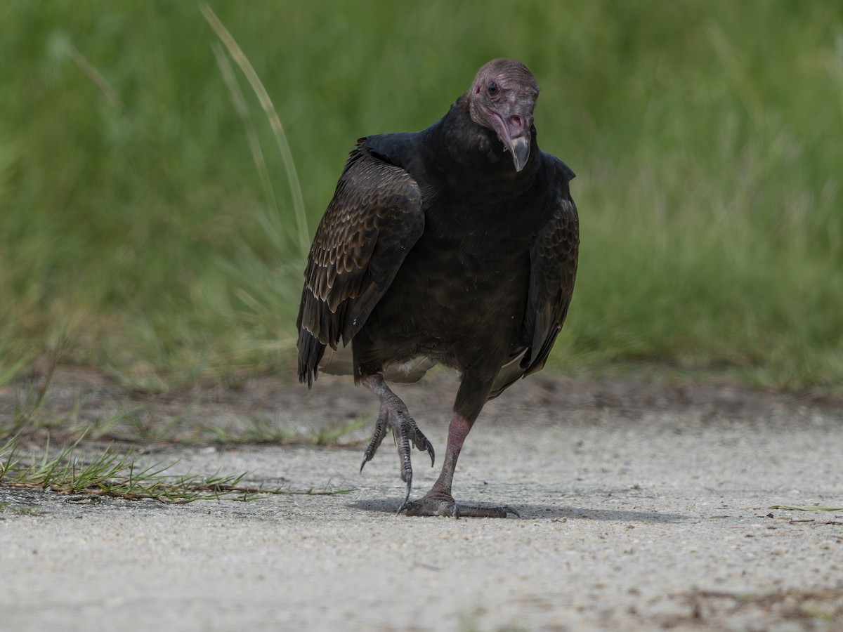Turkey Vulture - ML644030305