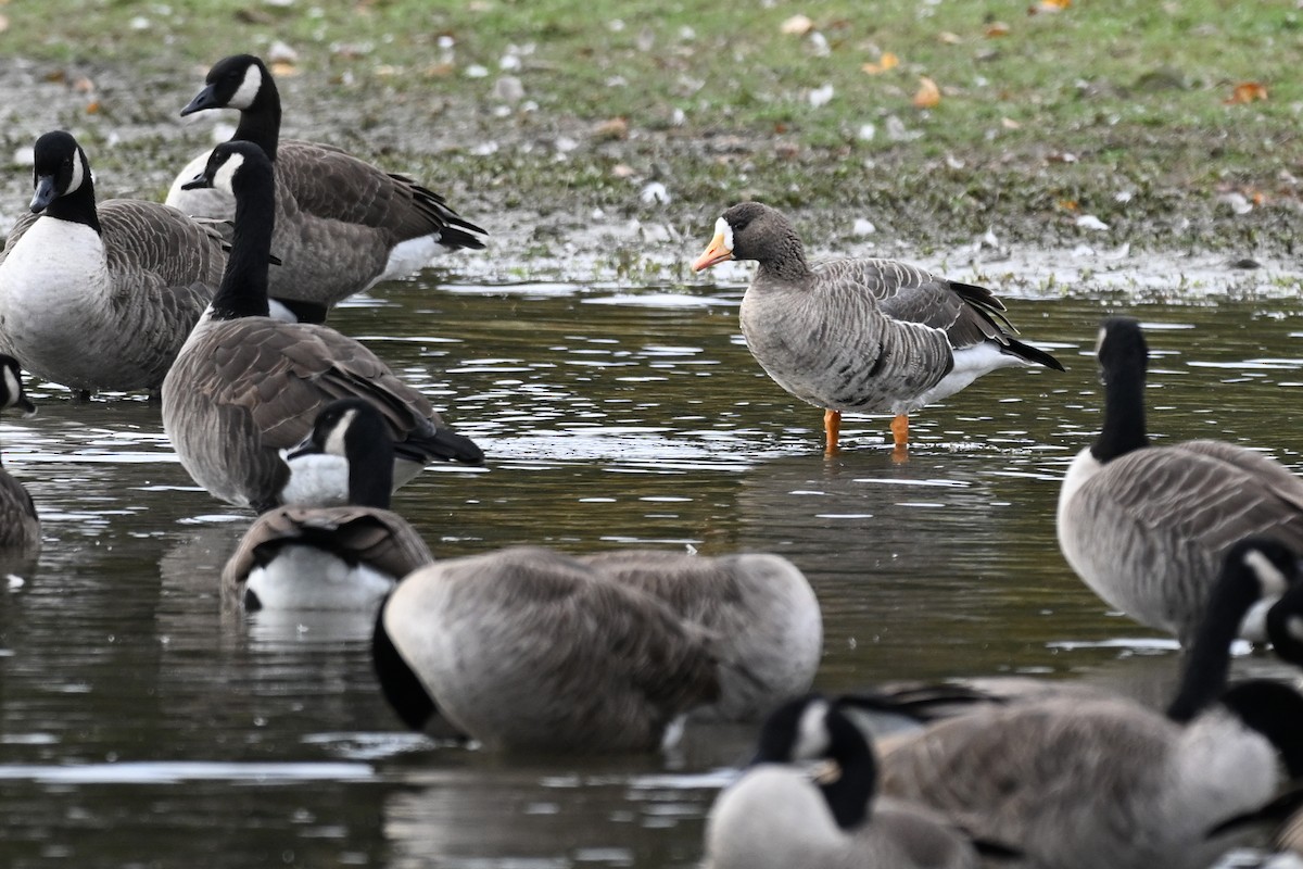 Greater White-fronted Goose - ML644030313