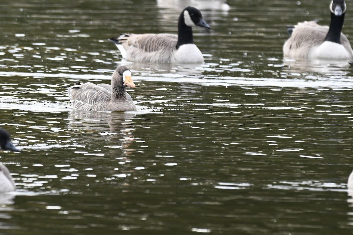 Greater White-fronted Goose - ML644030314