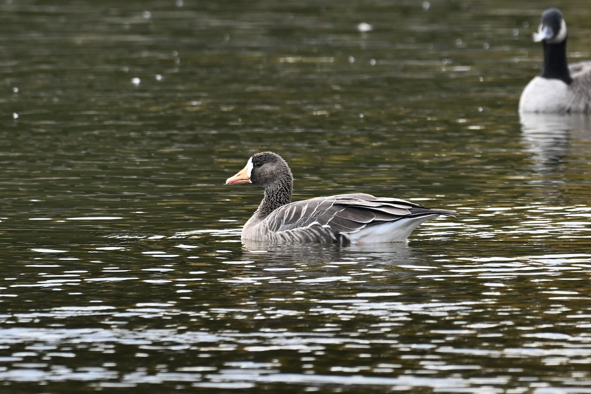 Greater White-fronted Goose - ML644030315