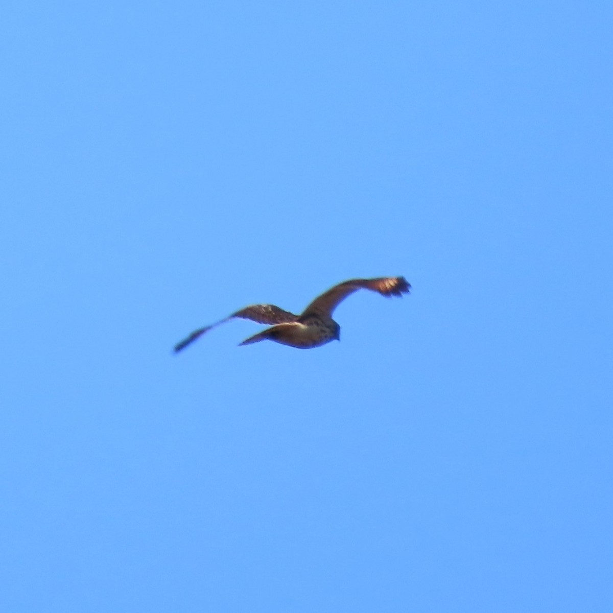 Buteo sp. - ML644030320