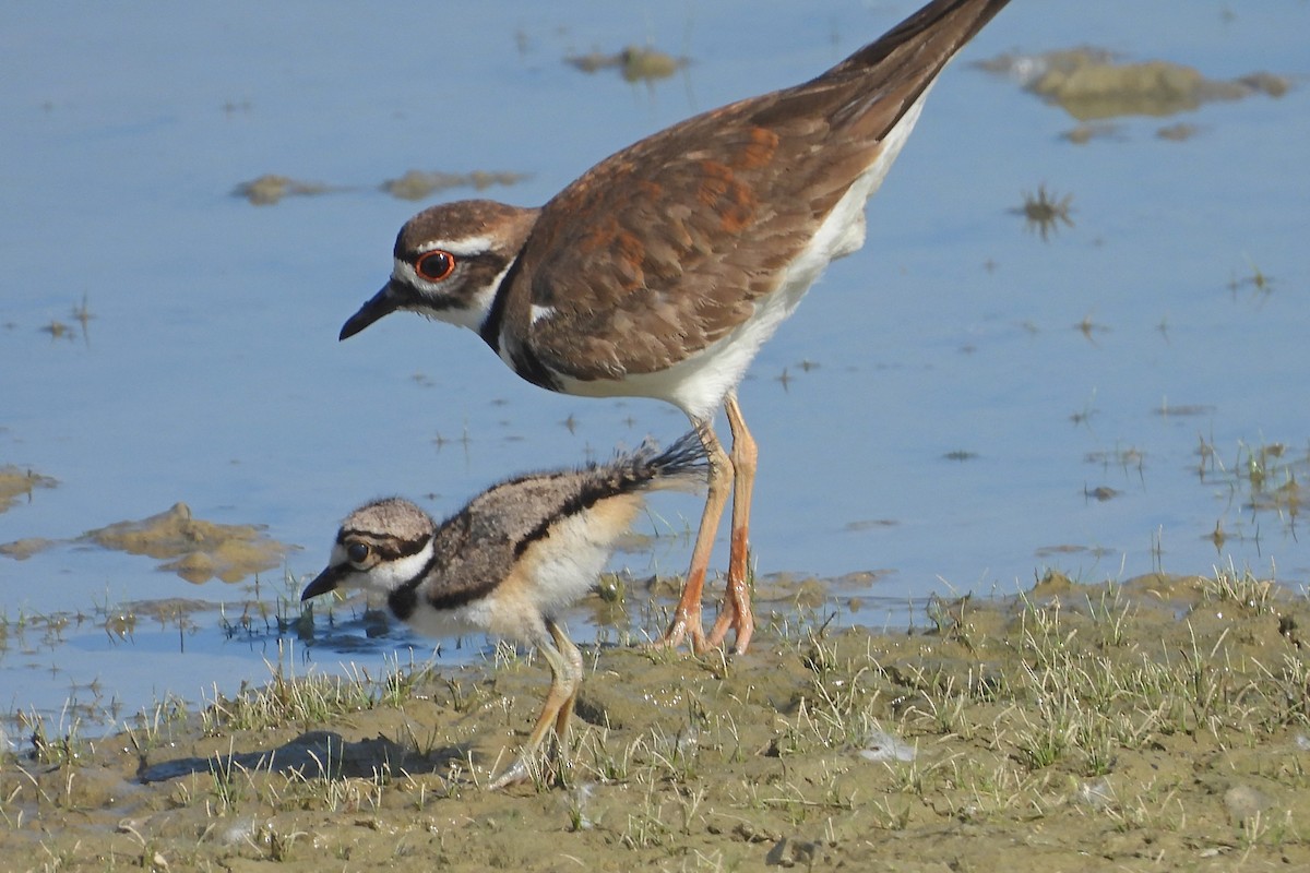 Killdeer - ML644030326