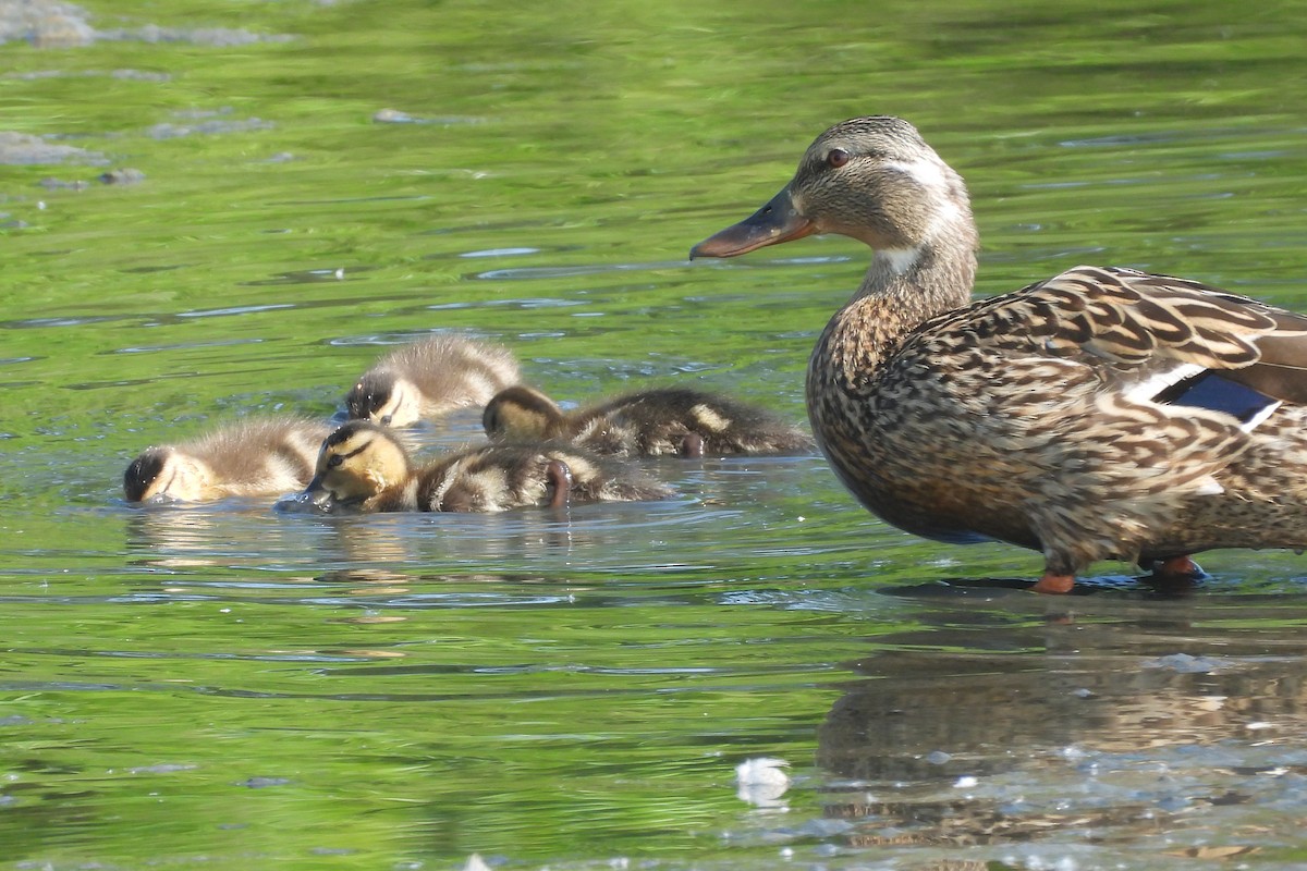 綠頭鴨 - ML644030338