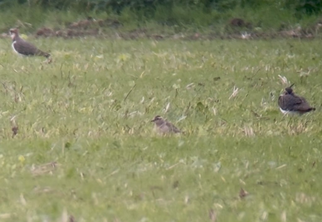 Eurasian Dotterel - ML644030352